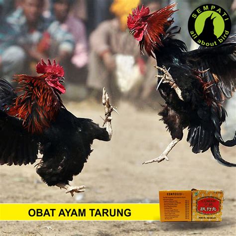 Khasiat tieh ta wan untuk ayam aduan Pada kandungan rumput teki, ada sejumlah nutrisi serta zat yang pantas sampai pas dipakai dan menolong melindungi keadaan badan ayam aduan